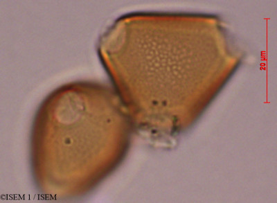 Erythrina edulis - lame n° 29308